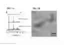 Fig. 12 - Nanocrystals, compositions, and methods that aid particle transport in mucus