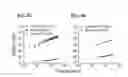 Fig. 13 - Nanocrystals, compositions, and methods that aid particle transport in mucus