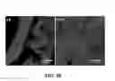 Fig. 26 - Nanocrystals, compositions, and methods that aid particle transport in mucus