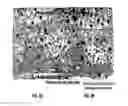 Fig. 12 - COMPOSITIONS AND METHODS FOR TREATING MACULAR DEGENERATION