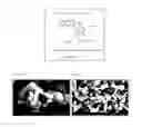 Fig. 02 - Nano- and micro-sized particles of 20-camptothecin or derivative thereof and pharmaceutical compositions containing same, and treatment of cancers therewith