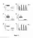 Fig. 03 - SHIP INHIBITION TO INDUCE EXPRESSION OF GRANULOCYTE COLONY STIMULATING FACTOR IN A SUBJECT