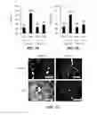 Fig. 02 - COMPOSITIONS AND METHODS FOR PREVENTING AND TREATING ORGAN INJURY AND/OR DYSFUNCTION
