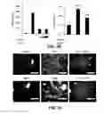 Fig. 06 - COMPOSITIONS AND METHODS FOR PREVENTING AND TREATING ORGAN INJURY AND/OR DYSFUNCTION