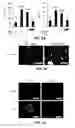 Fig. 10 - COMPOSITIONS AND METHODS FOR PREVENTING AND TREATING ORGAN INJURY AND/OR DYSFUNCTION