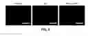 Fig. 12 - COMPOSITIONS AND METHODS FOR PREVENTING AND TREATING ORGAN INJURY AND/OR DYSFUNCTION