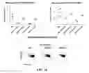 Fig. 12 - Composition for inhibiting myeloid-derived suppressor cells comprising decitabine or its pharmaceutically acceptable salt as active ingredient