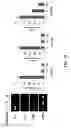 Fig. 15 - Composition for inhibiting myeloid-derived suppressor cells comprising decitabine or its pharmaceutically acceptable salt as active ingredient