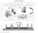Fig. 01 - Stem cell therapy in endometrial pathologies