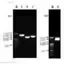 Fig. 06 - Bacteriophage and antibacterial composition comprising the same