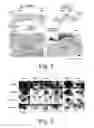 Fig. 07 - Compositions and methods for promoting wound healing and tissue regeneration