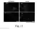 Fig. 09 - Compositions and methods for promoting wound healing and tissue regeneration