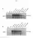 Fig. 05 - Protection against stress-mediated damage from ionizing radiation