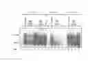 Fig. 08 - Protection against stress-mediated damage from ionizing radiation