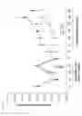 Fig. 16 - Uses of Humanized Cobra Venom Factor for Reducing or Preventing Immunogenicity