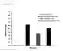 Fig. 05 - LACTOFERRIN SUPPLEMENTATION AND DIARRHEA