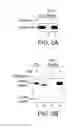 Fig. 03 - Universal N-glycan binding reagent
