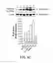 Fig. 12 - Universal N-glycan binding reagent