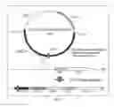 Fig. 04 - Attenuated Mannheimia haemolytica Vaccines and Methods of Making and Use
