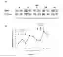Fig. 06 - Methods of treating CMV retinitis by T cell therapy