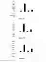 Fig. 11 - Calcium flux agonists and methods therefor