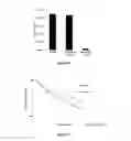 Fig. 16 - Calcium flux agonists and methods therefor