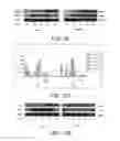 Fig. 17 - METHOD OF SYNTHESIZING POLYSACCHARIDE CONJUGATES AND METHOD FOR CANCER THERAPY