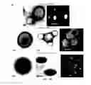 Fig. 04 - TARGETED POLYMERIC NANO-COMPLEXES AS DRUG DELIVERY SYSTEM