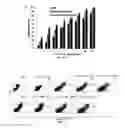 Fig. 15 - TARGETED POLYMERIC NANO-COMPLEXES AS DRUG DELIVERY SYSTEM