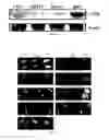 Fig. 18 - TARGETED POLYMERIC NANO-COMPLEXES AS DRUG DELIVERY SYSTEM