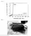 Fig. 14 - BIODEGRADABLE IMPLANT AND METHOD FOR MANUFACTURING SAME