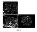 Fig. 03 - Method for Decellularization of Tissue Grafts