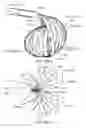 Fig. 15 - Medical device systems and methods including safety release, lumen fluid-providing mechanisms, or both
