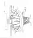 Fig. 12 - BASKETBALL NET DEVICE AND IMPROVEMENTS THEREIN