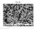 Fig. 06 - Porous Polishing Pad and Preparing Method of the Same