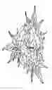 Fig. 01 - SYSTEM AND METHOD FOR FABRICATING ARTWORK AND DECORATIVE ARTICLES WITH MOLDED CANNABIS PLANT PARTS