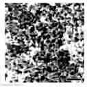 Fig. 01 - Porous carbon material