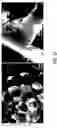 Fig. 07 - MATERIALS, APPARATUSES, AND METHODS FOR SEPARATING IMMISCIBLE LIQUIDS