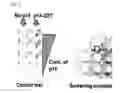 Fig. 02 - Compound for inhibiting binding between DX2 protein and P14/ARF protein, and pharmaceutical composition for treating or preventing cancer disease containing same as effective ingredient