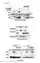Fig. 03 - Compound for inhibiting binding between DX2 protein and P14/ARF protein, and pharmaceutical composition for treating or preventing cancer disease containing same as effective ingredient