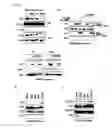 Fig. 04 - Compound for inhibiting binding between DX2 protein and P14/ARF protein, and pharmaceutical composition for treating or preventing cancer disease containing same as effective ingredient