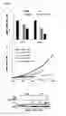 Fig. 10 - Compound for inhibiting binding between DX2 protein and P14/ARF protein, and pharmaceutical composition for treating or preventing cancer disease containing same as effective ingredient
