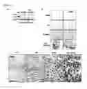Fig. 13 - Compound for inhibiting binding between DX2 protein and P14/ARF protein, and pharmaceutical composition for treating or preventing cancer disease containing same as effective ingredient