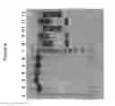Fig. 57 - IL-6-binding polypeptide complex