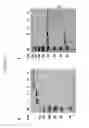 Fig. 62 - IL-6-binding polypeptide complex