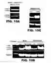 Fig. 11 - COMPOSITIONS AND METHODS FOR MODULATING NEURONAL DEGENERATION