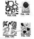 Fig. 13 - COMPOSITIONS AND METHODS FOR MODULATING NEURONAL DEGENERATION