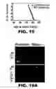 Fig. 15 - COMPOSITIONS AND METHODS FOR MODULATING NEURONAL DEGENERATION