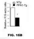 Fig. 16 - COMPOSITIONS AND METHODS FOR MODULATING NEURONAL DEGENERATION
