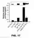Fig. 17 - COMPOSITIONS AND METHODS FOR MODULATING NEURONAL DEGENERATION
